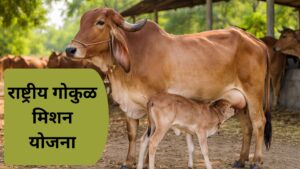 ग्रामीण गोठ्यात देशी गाय आपल्या वासराला दूध पाजताना दिसणारे साधे आणि उच्च दर्जाचे छायाचित्र